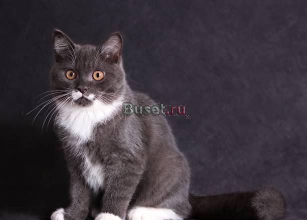 Шотландский котенок Москва