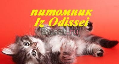 Сибирские котята питомника из одиссеи Москва