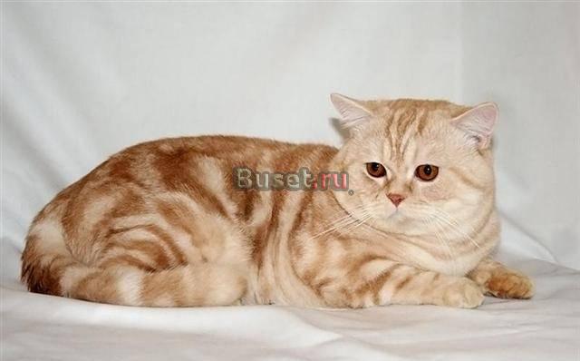 Британские котята и кошки Ханты-Мансийск