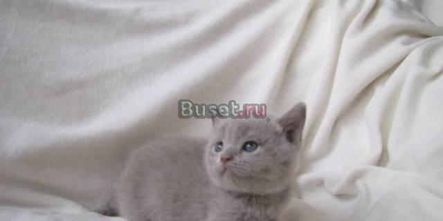 Лиловый британец Москва
