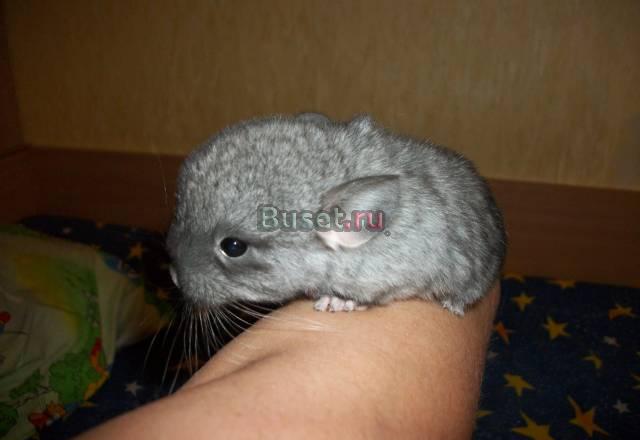 Продаю Барнаул