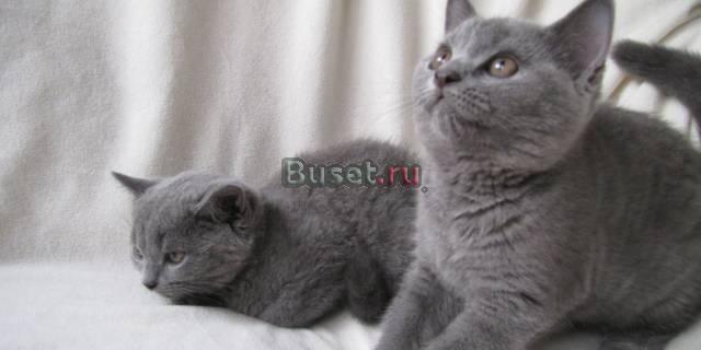 Голубая британка Москва