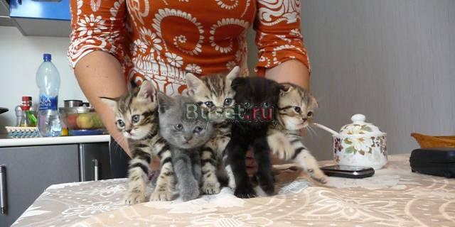 Чудесные котята ждут вас Дмитров