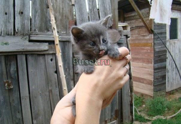 Котята в добрые руки бесплатно Казань