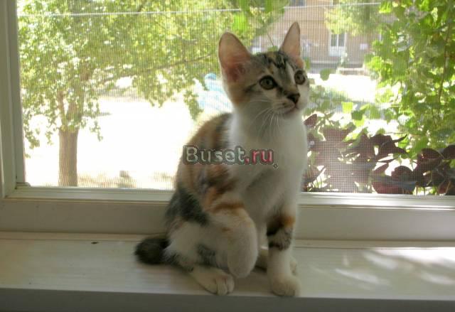 Котята курильского бобтейла Волгоград