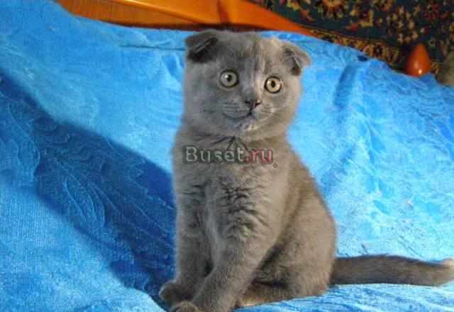 Шотландские вислоухие котята Москва