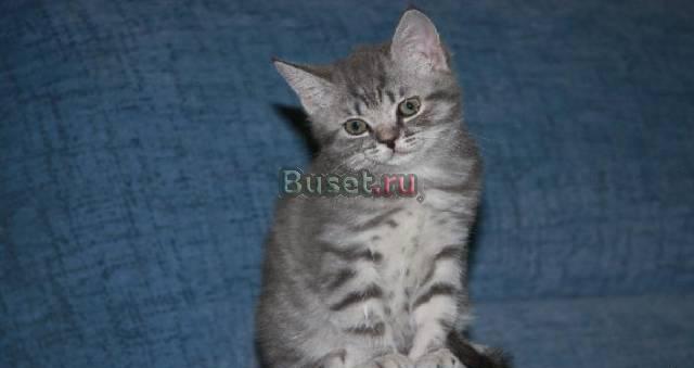 Шотландские котята Москва