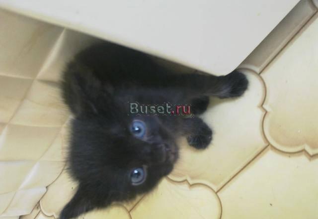 Голубоглазые котята даром Саратов
