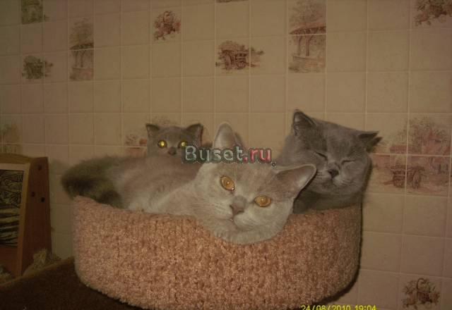 Британские и вислоухие котята Москва