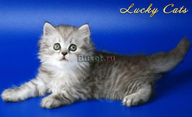 Котик эксклюзивной породы Хайленд страйт Москва
