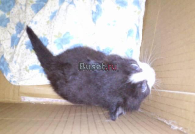 Котята даром Балашиха