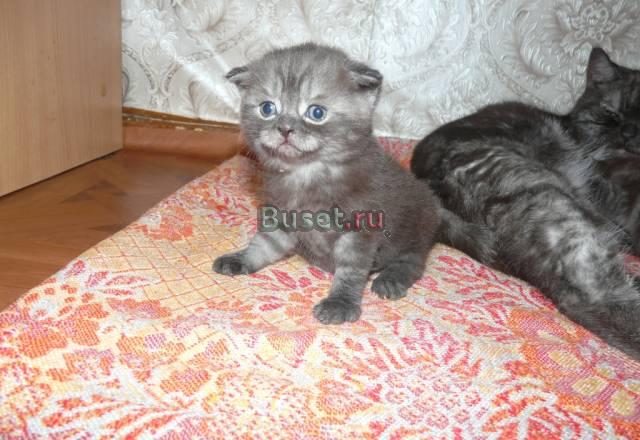 Вислоухий котик,черный мрамор Саратов
