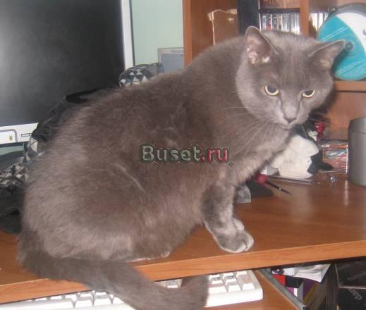 Русская голубая кошка Москва