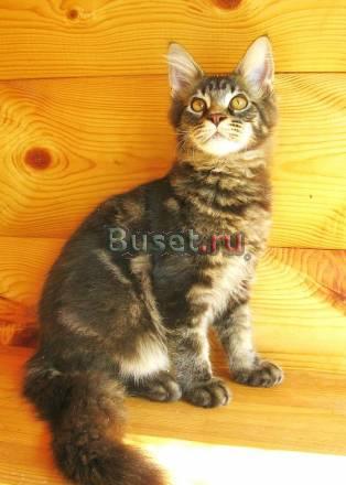 Мейн  Куна котик 5 мес. Питомник Москва