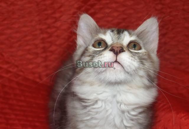 Котята курильского бобтейла Москва
