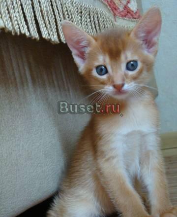 Абиссинские котята. Абиссинский котик Москва