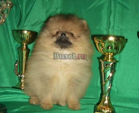 Щенки померанского   шпица Москва