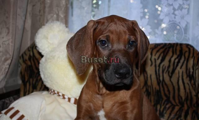 Щенок Родезийского Риджбека - Шоу Класса, Мальчик Москва