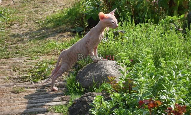 Кошечка породы Донской сфинкс Санкт-Петербург
