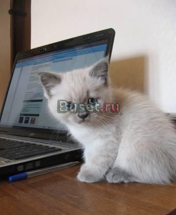 Кошечка-француженка Николь Москва