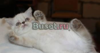 Экзоты плюшевые мишки Москва