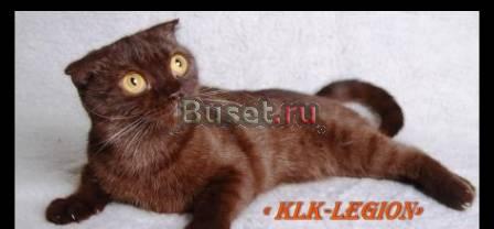 Шотландская вислоухая кошечка Москва
