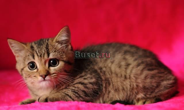 Британские и шотландские котята Климовск