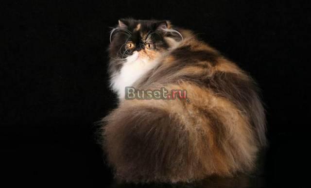 Hohloma питомник персидских и экзотических кошек Санкт-Петербург