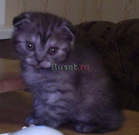 Шотландские вислоухие и прямоухие котята Москва