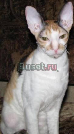 Котята корниш рекс Москва