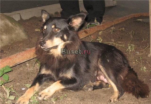 Собачка Метисс колли 1-1,5 Санкт-Петербург