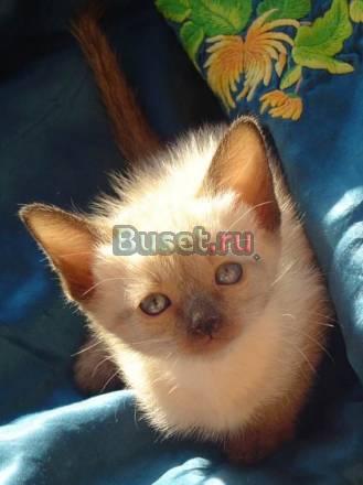 Сиамские котята 1,7 мес, 5 т.р Санкт-Петербург