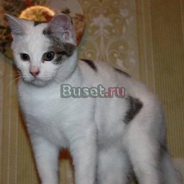 Котенок в добрые руки Санкт-Петербург