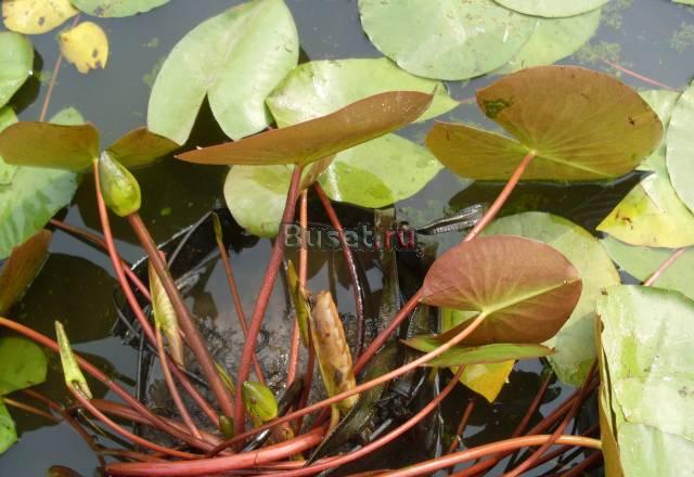 Нимфея Attraction Waterlily Москва