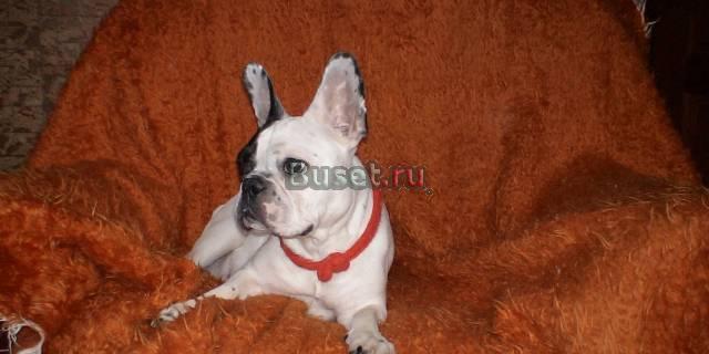 Щенки французского бульдога Волгоград