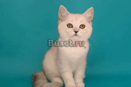 Серебристых скоттиш-страйтов котят Саратов
