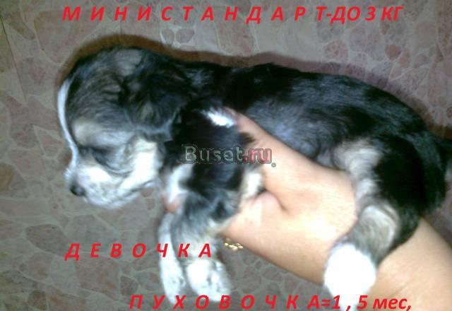 Щенки-пуховые,до 3 кг-девочки Москва