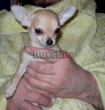 Чихуахуа мальчик Любимец для Вашей семьи.торг Москва