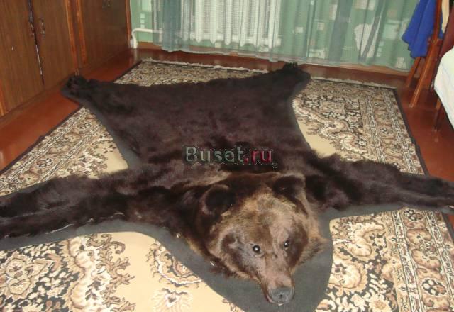 Шкура медведя Сыктывкар