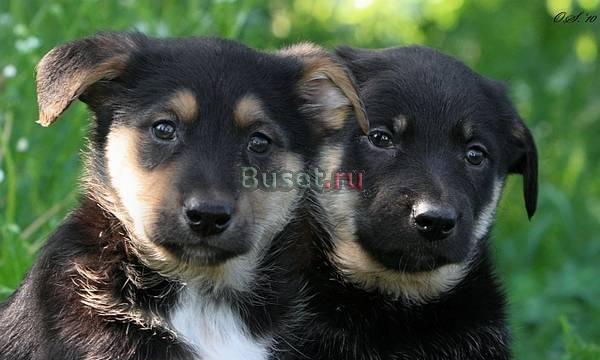 Щенки в добрые руки Москва