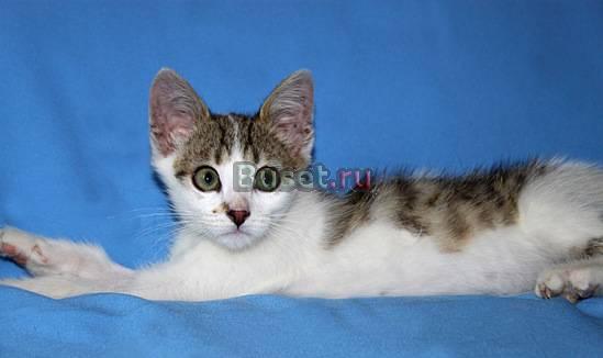 Котёнок Макс в заботливые руки Москва