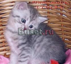Британские(не страйты) котята вискас из питомника Москва