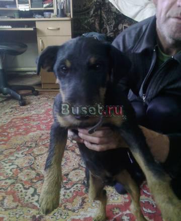 Щенок ягдтерьера Новосибирск