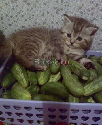 Великолепные коята редких окрасов Екатеринбург