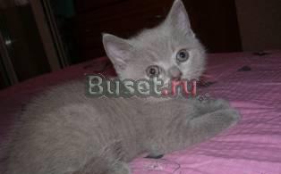 Лиловый британский котенок Воронеж