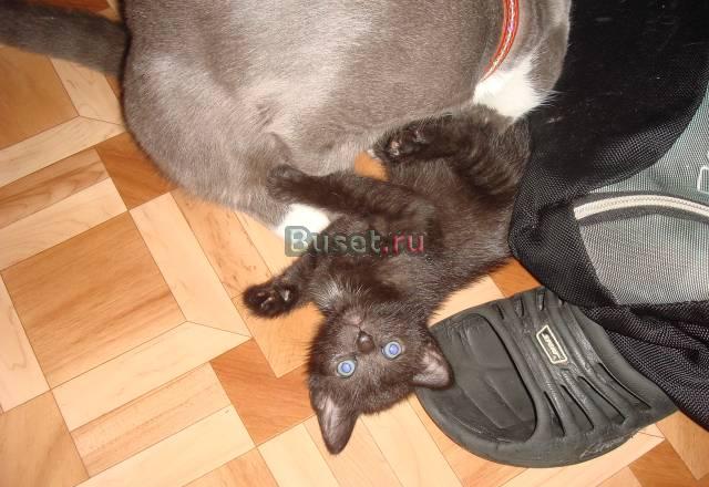 Котята в добрые  руки Москва