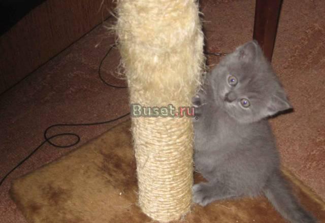 Британские котята Санкт-Петербург