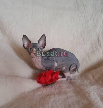 Котята породы канадский сфинкс Санкт-Петербург