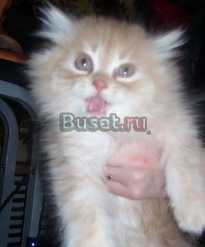Сибирские котята, коты красавцы Москва
