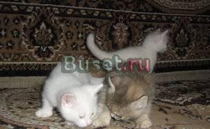 Отдадим котят в добрые руки Нижний Новгород